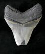 Megalodon Tooth - Feeding Damage To Tip #19969-2